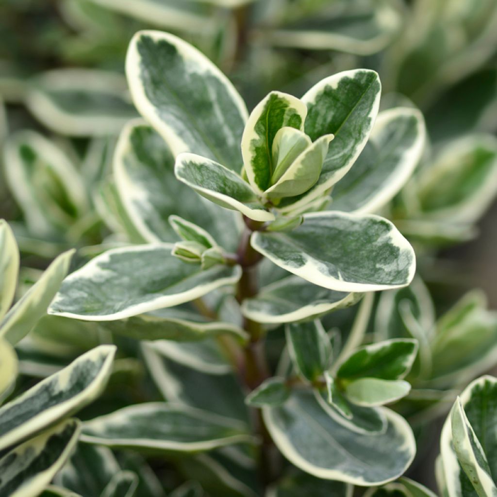 Pensastädyke Variegata