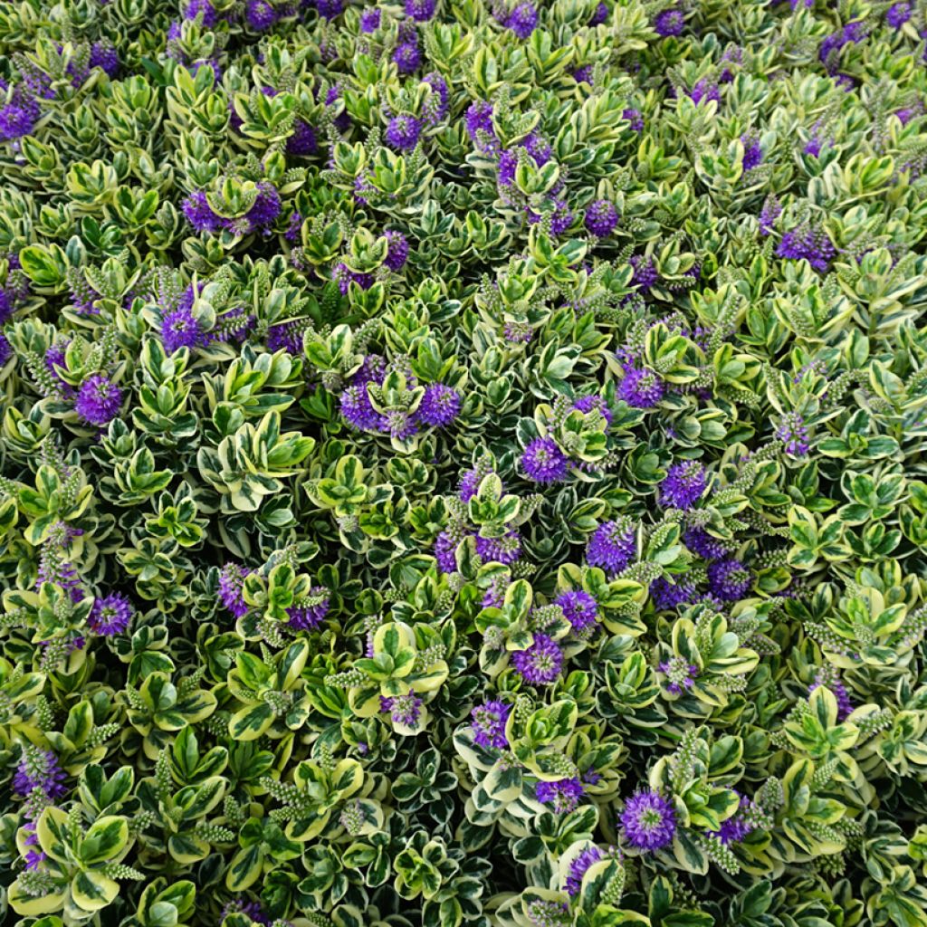 Pensastädyke Variegata