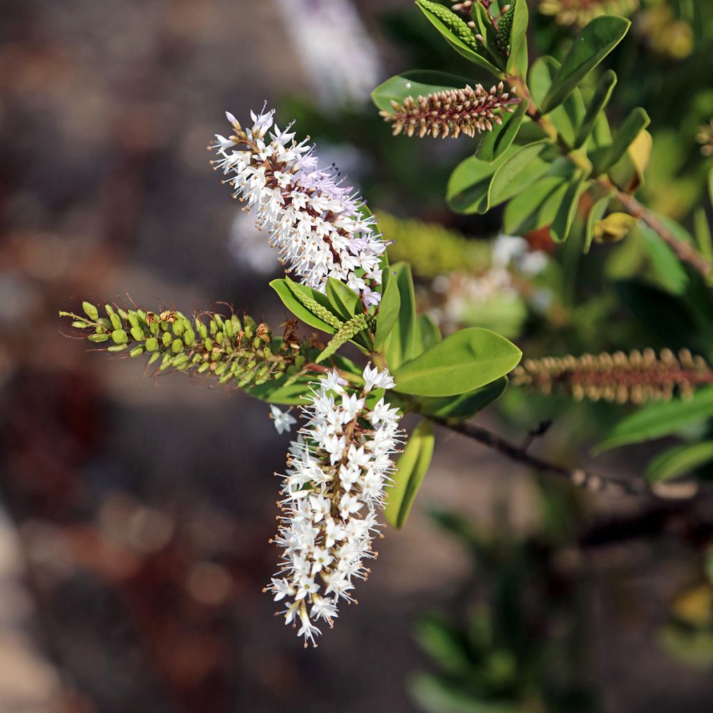 Pensastädyke - Hebe brachysiphon