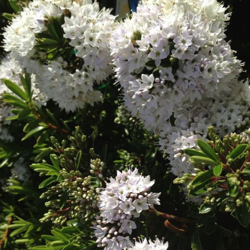 Pensastädyke - Hebe buxifolia