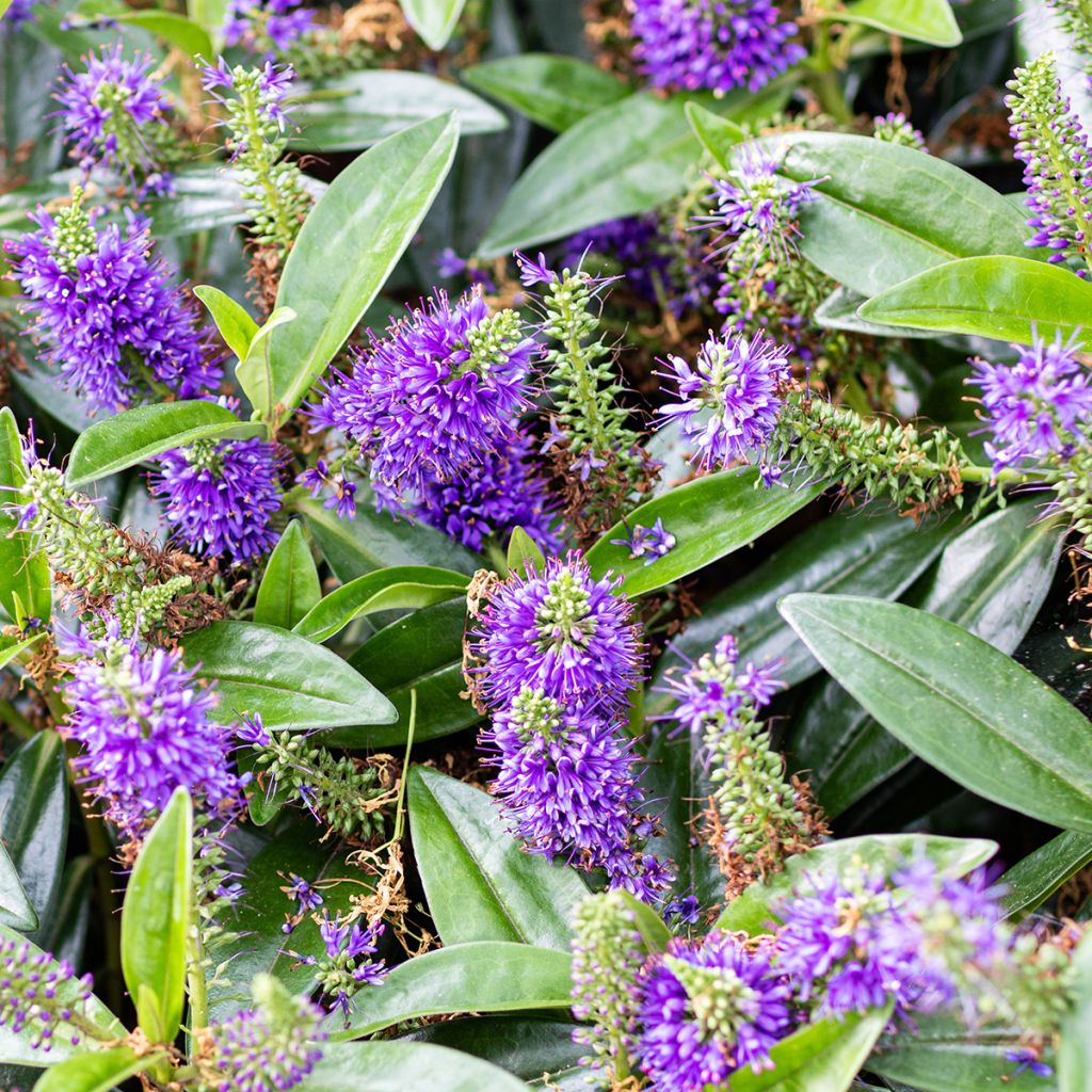 Pensastädyke Blue Gem