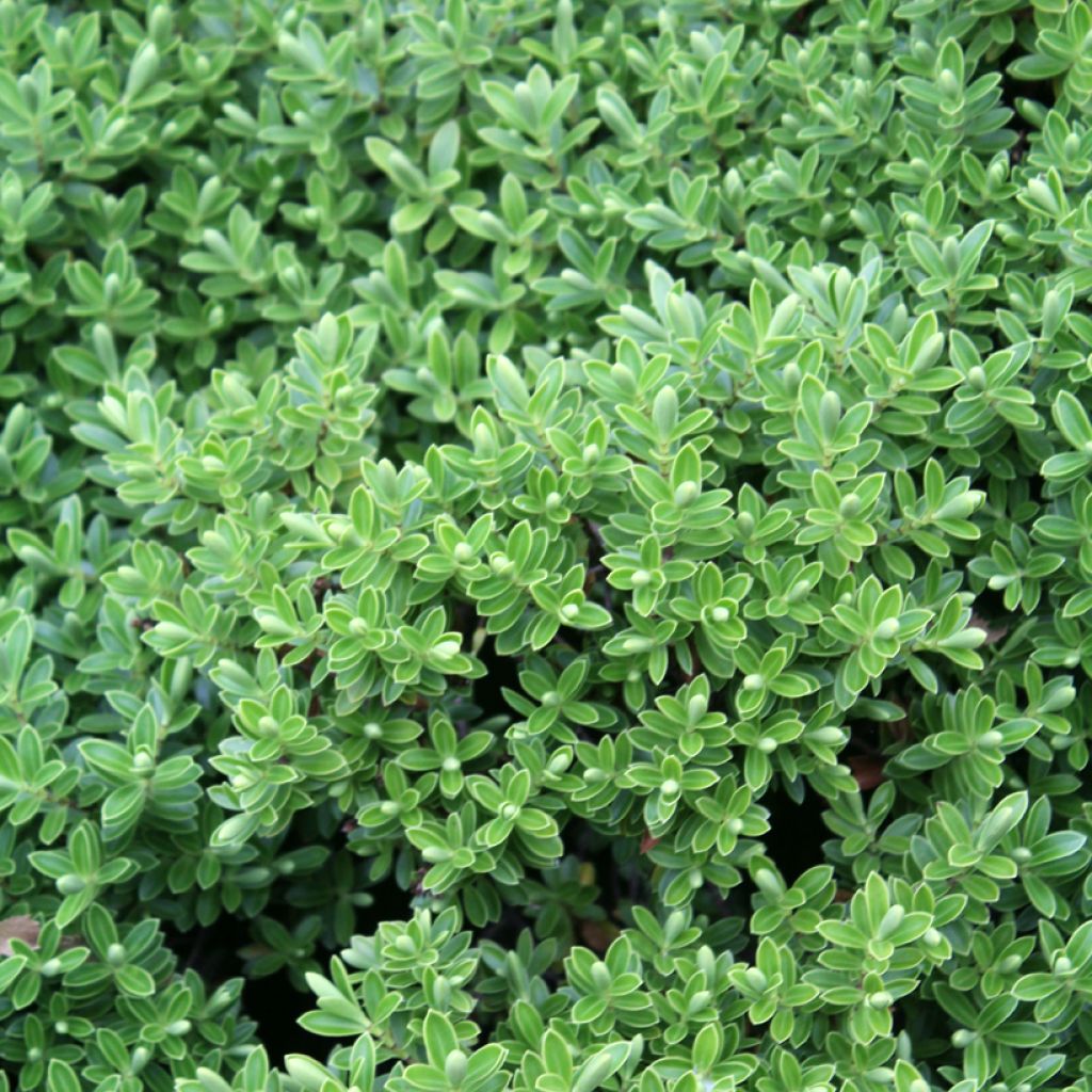 Pensastädyke - Hebe rakaiensis