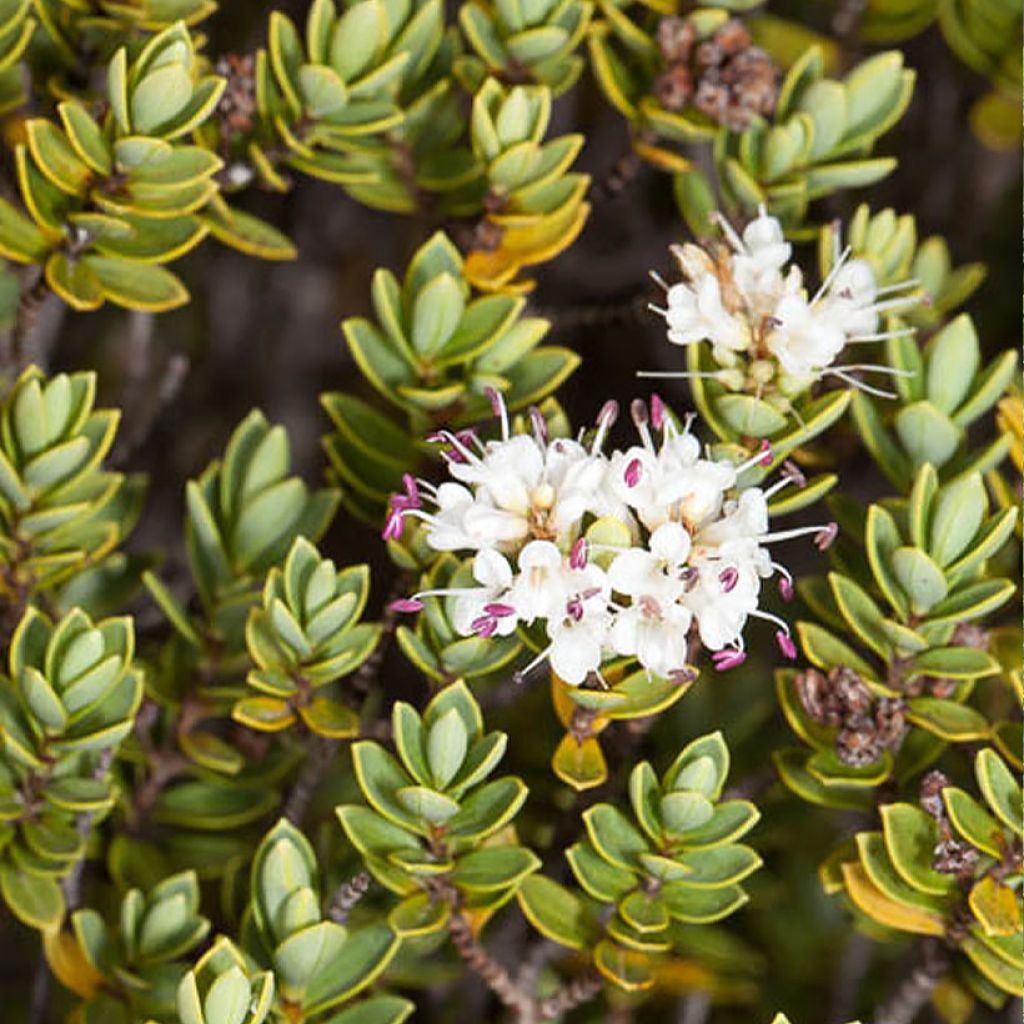 Pensastädyke - Hebe topiaria