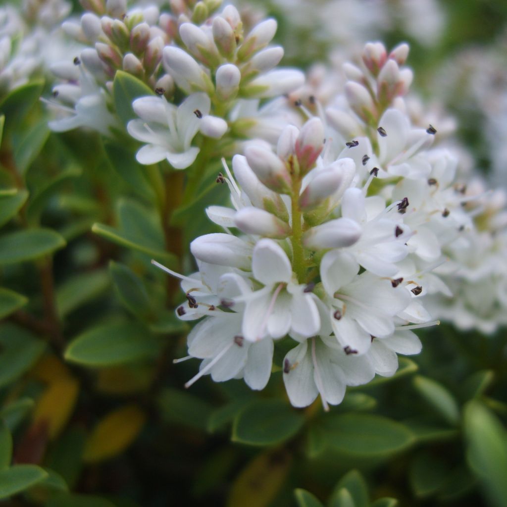 Pensastädyke - Hebe vernicosa