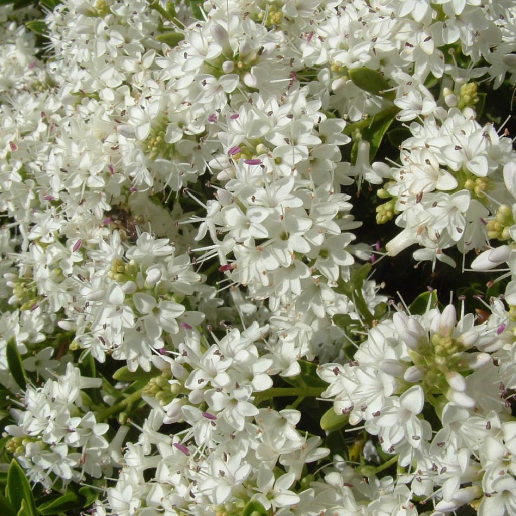 Pensastädyke - Hebe vernicosa