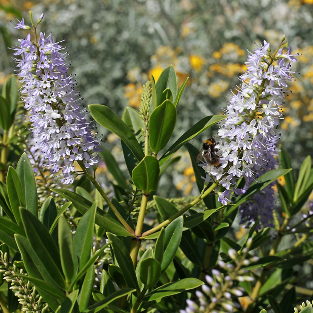 Pensastädyke Wiri Image