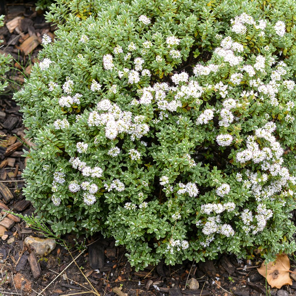Pensastädyke - Hebe topiaria