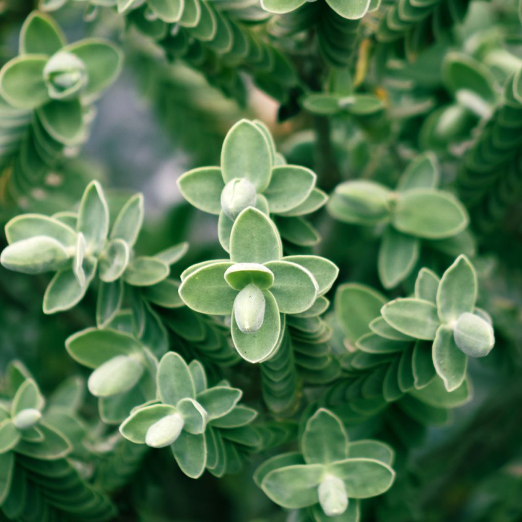 Pensastädyke - Hebe topiaria