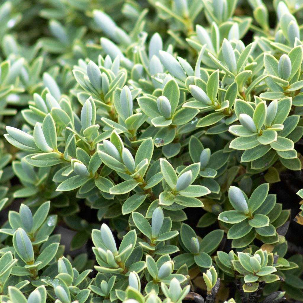 Pensastädyke - Hebe topiaria