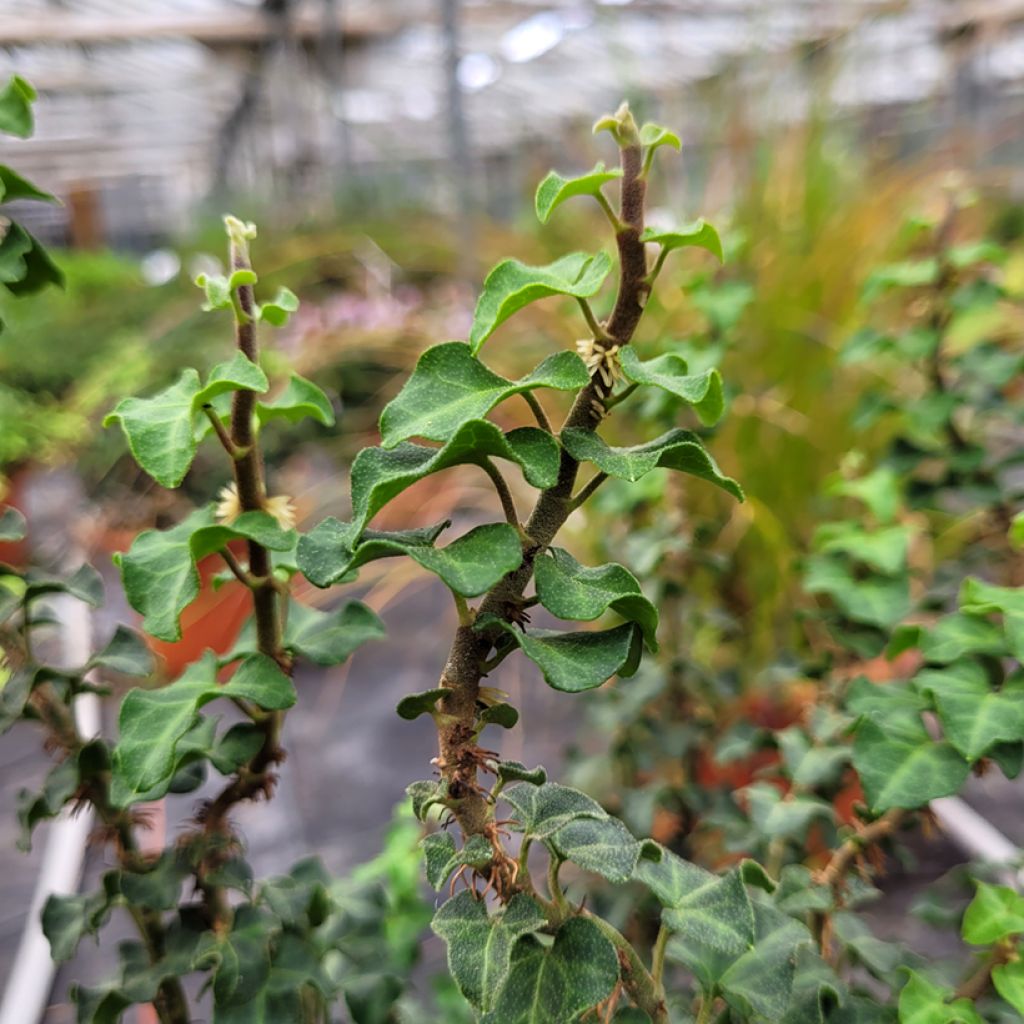 Muratti Conglomerata