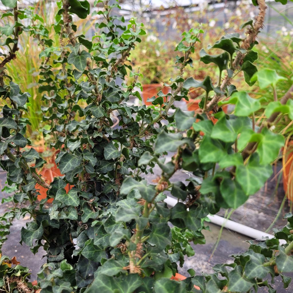Muratti Conglomerata