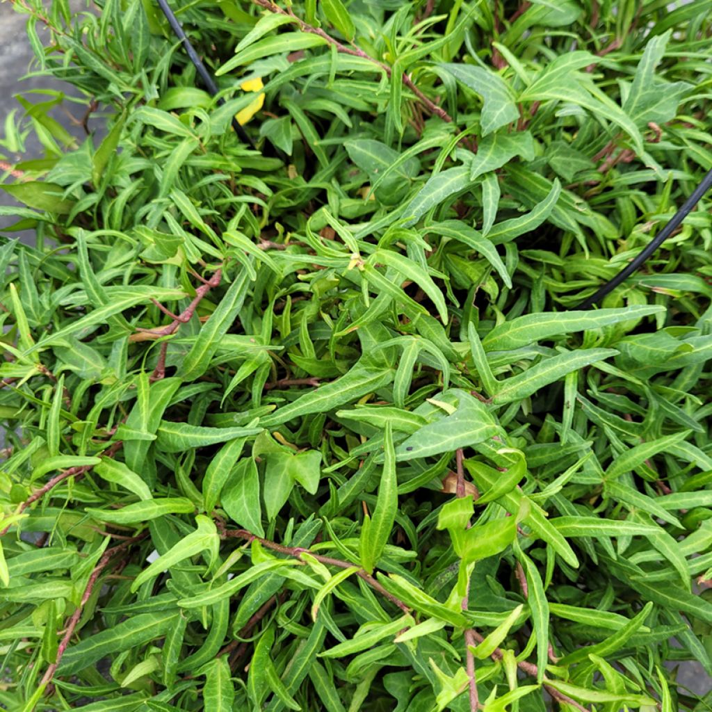 Muratti Evergreen