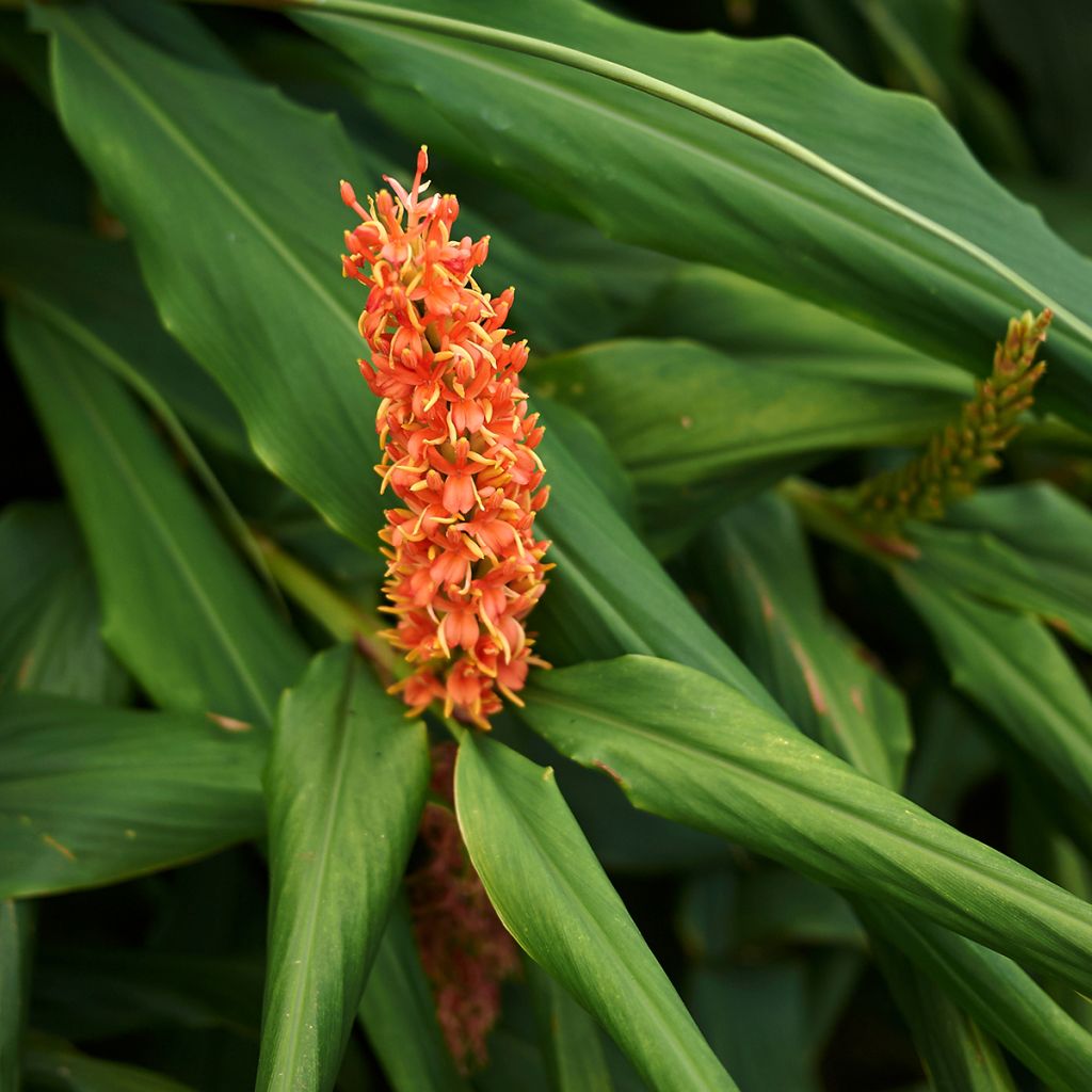 Tuoksuinkivääri - Hedychium densiflorum