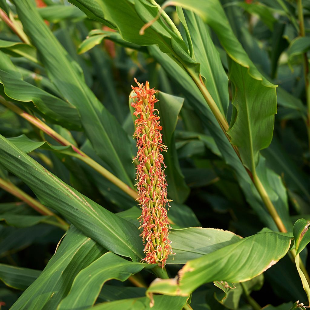 Tuoksuinkivääri - Hedychium densiflorum