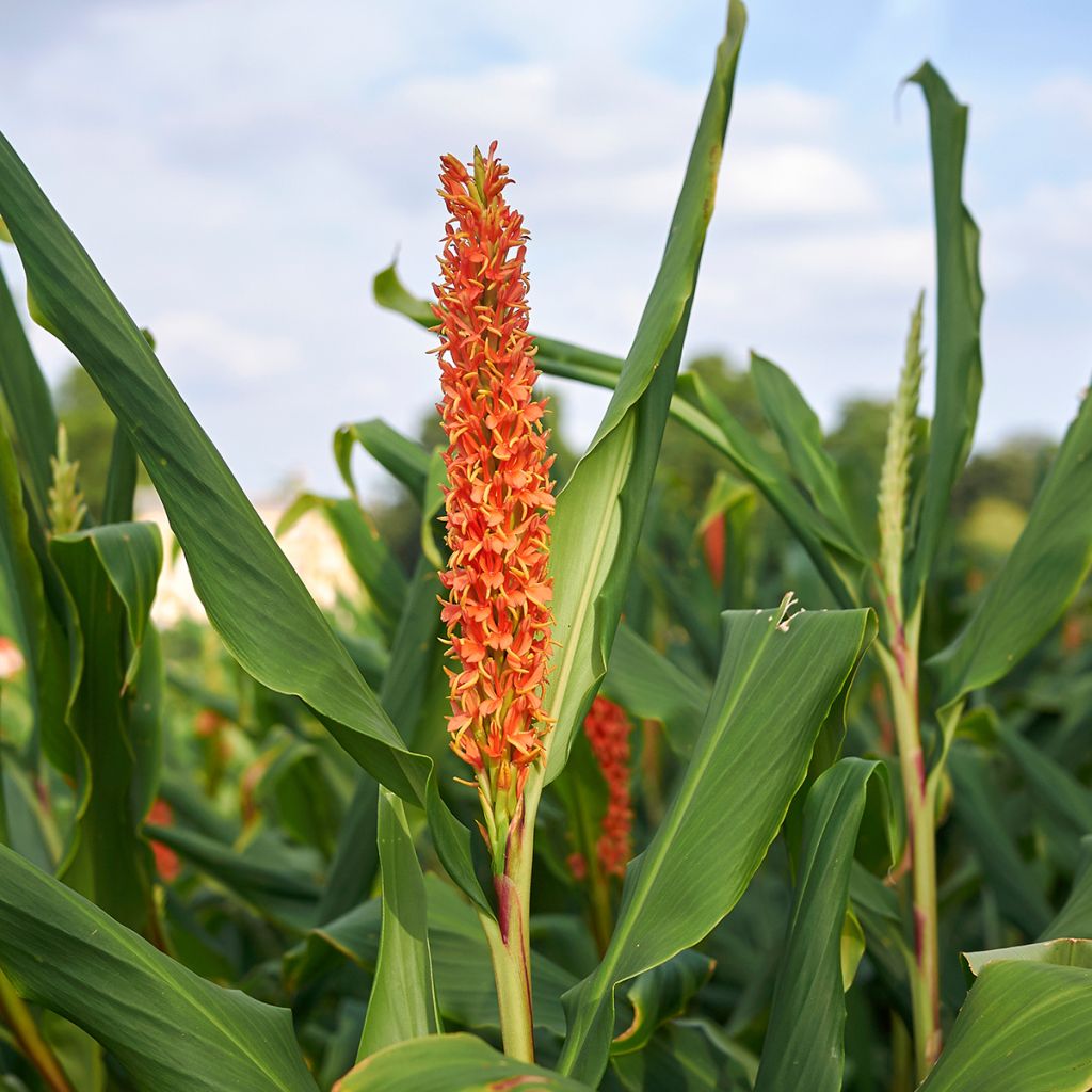 Tuoksuinkivääri - Hedychium densiflorum