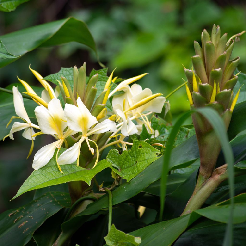 Tuoksuinkivääri - Hedychium maximum