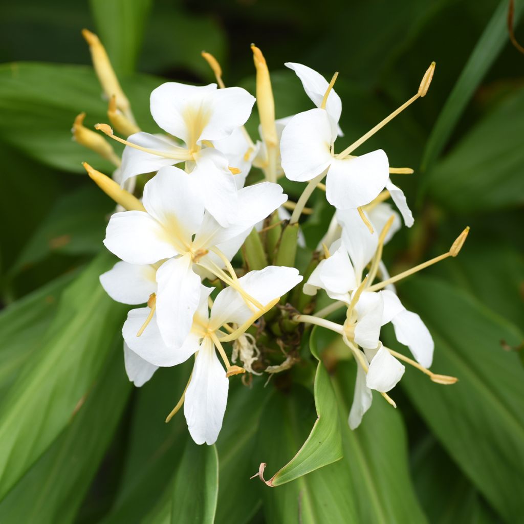 Tuoksuinkivääri - Hedychium maximum