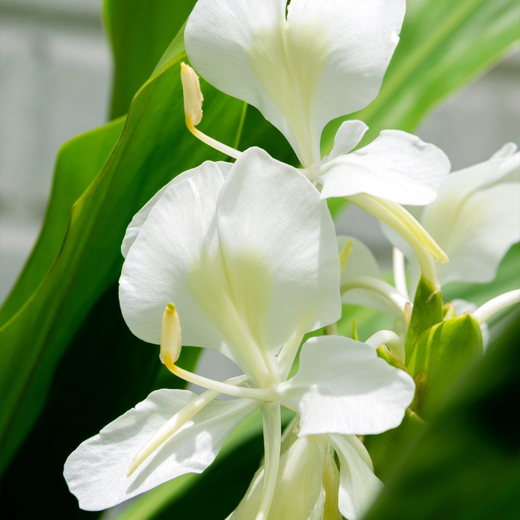 Tuoksuinkivääri - Hedychium maximum