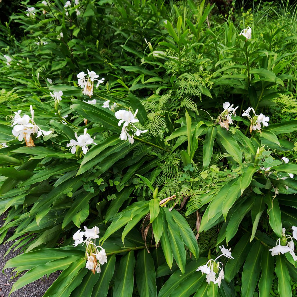 Tuoksuinkivääri - Hedychium maximum