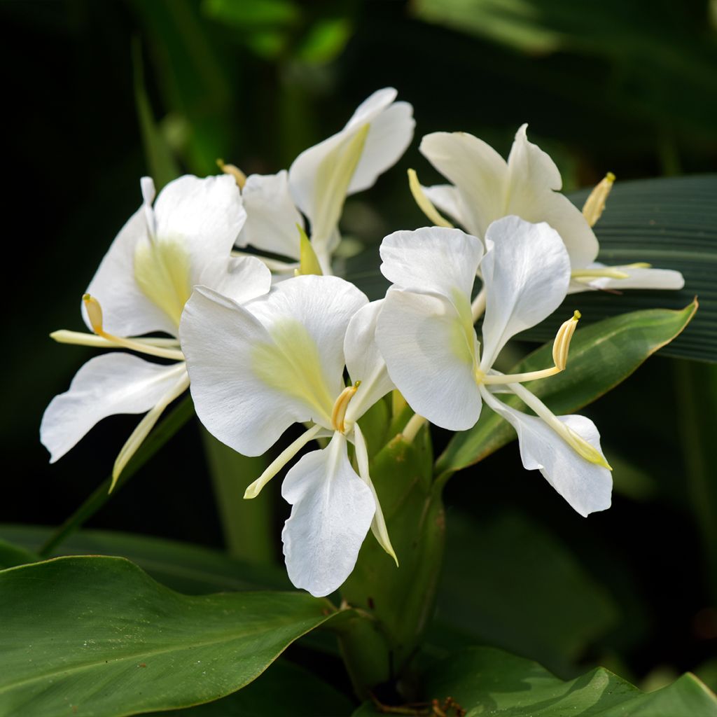 Tuoksuinkivääri - Hedychium maximum