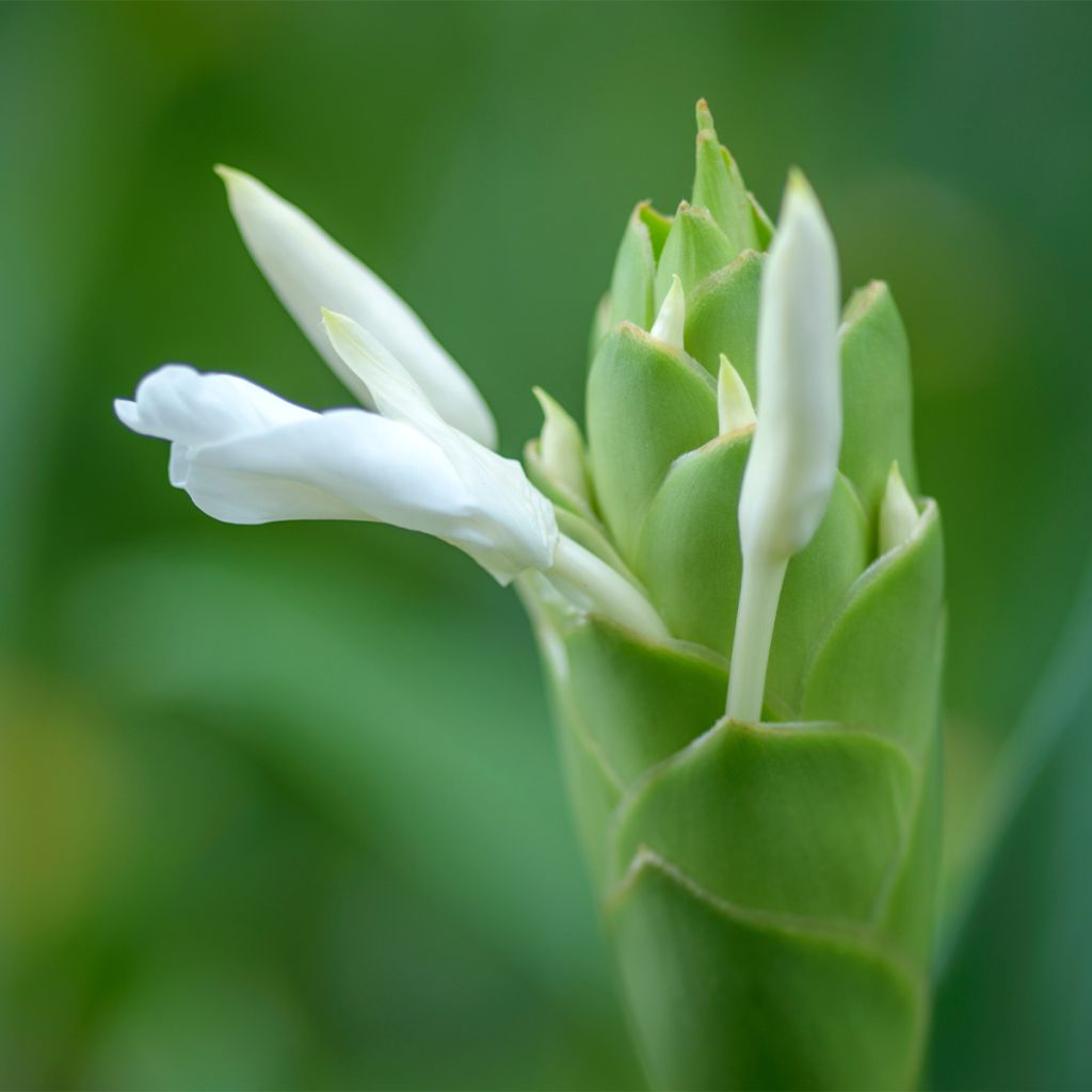 Tuoksuinkivääri - Hedychium maximum