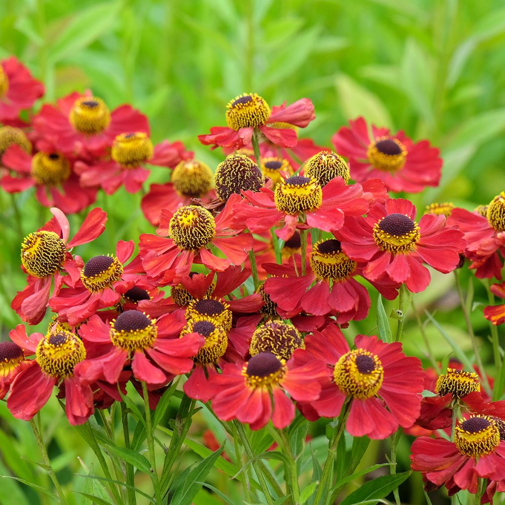 Syyshohdekukka Red Jewel