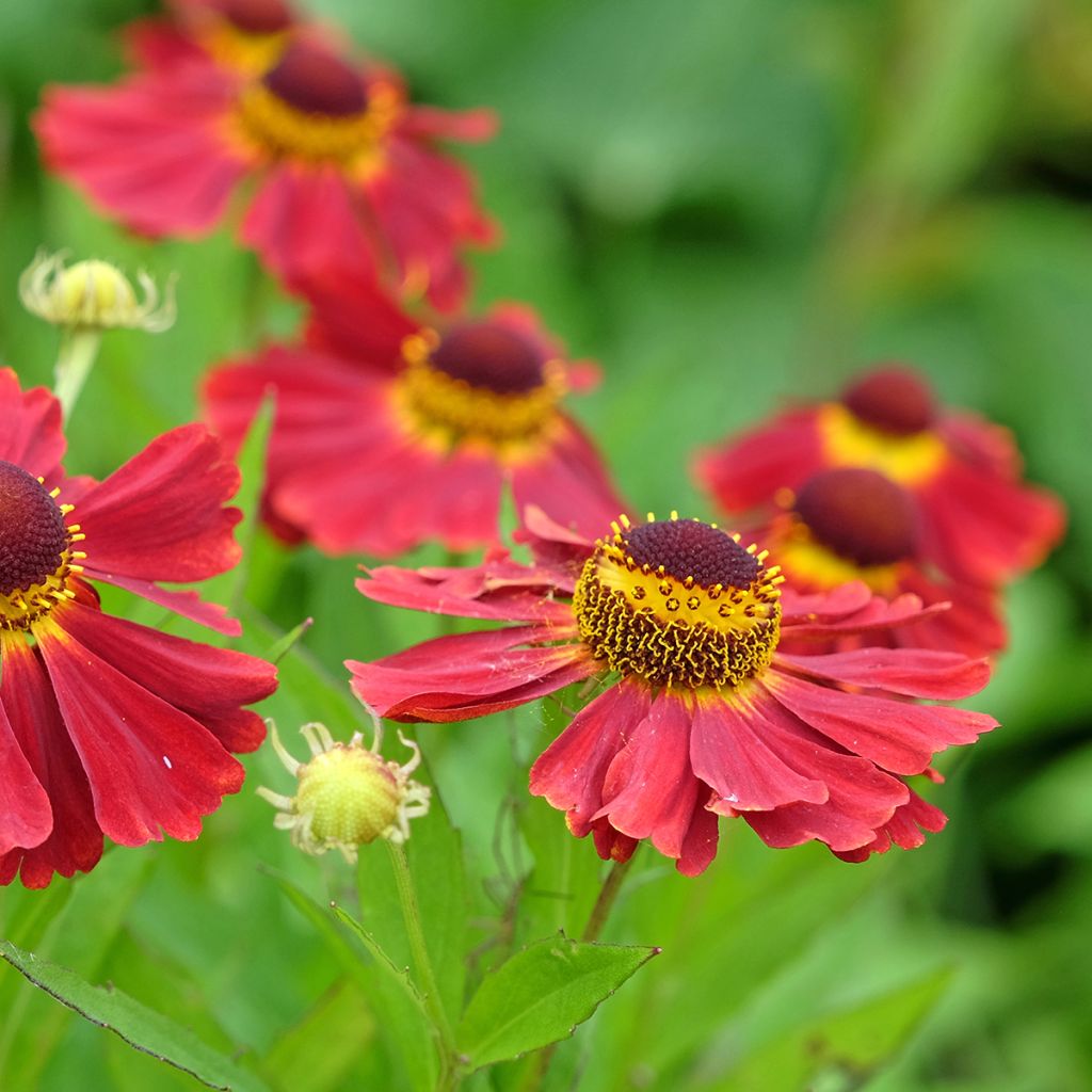 Syyshohdekukka Red Jewel