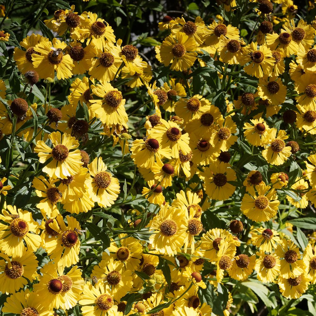 Syyshohdekukka Pumilum Magnificum