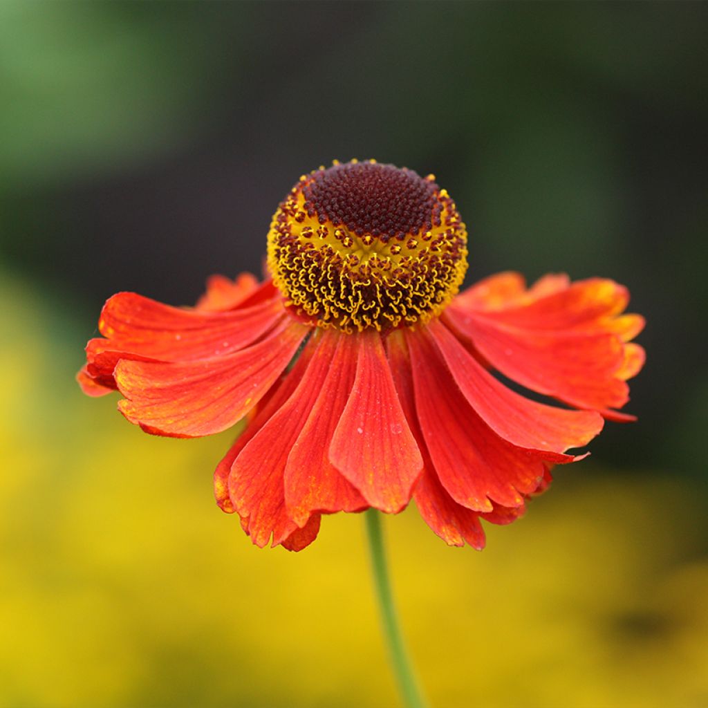 Syyshohdekukka Moerheim Beauty
