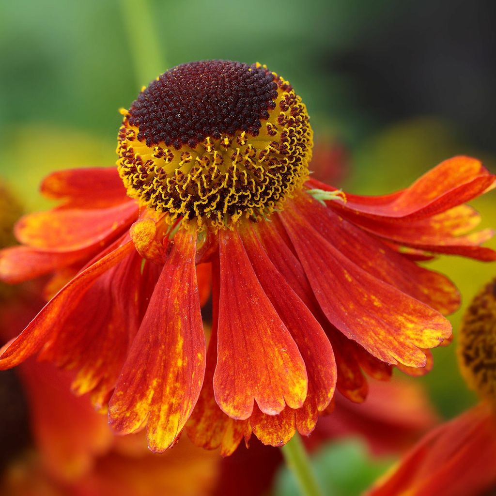 Syyshohdekukka Moerheim Beauty