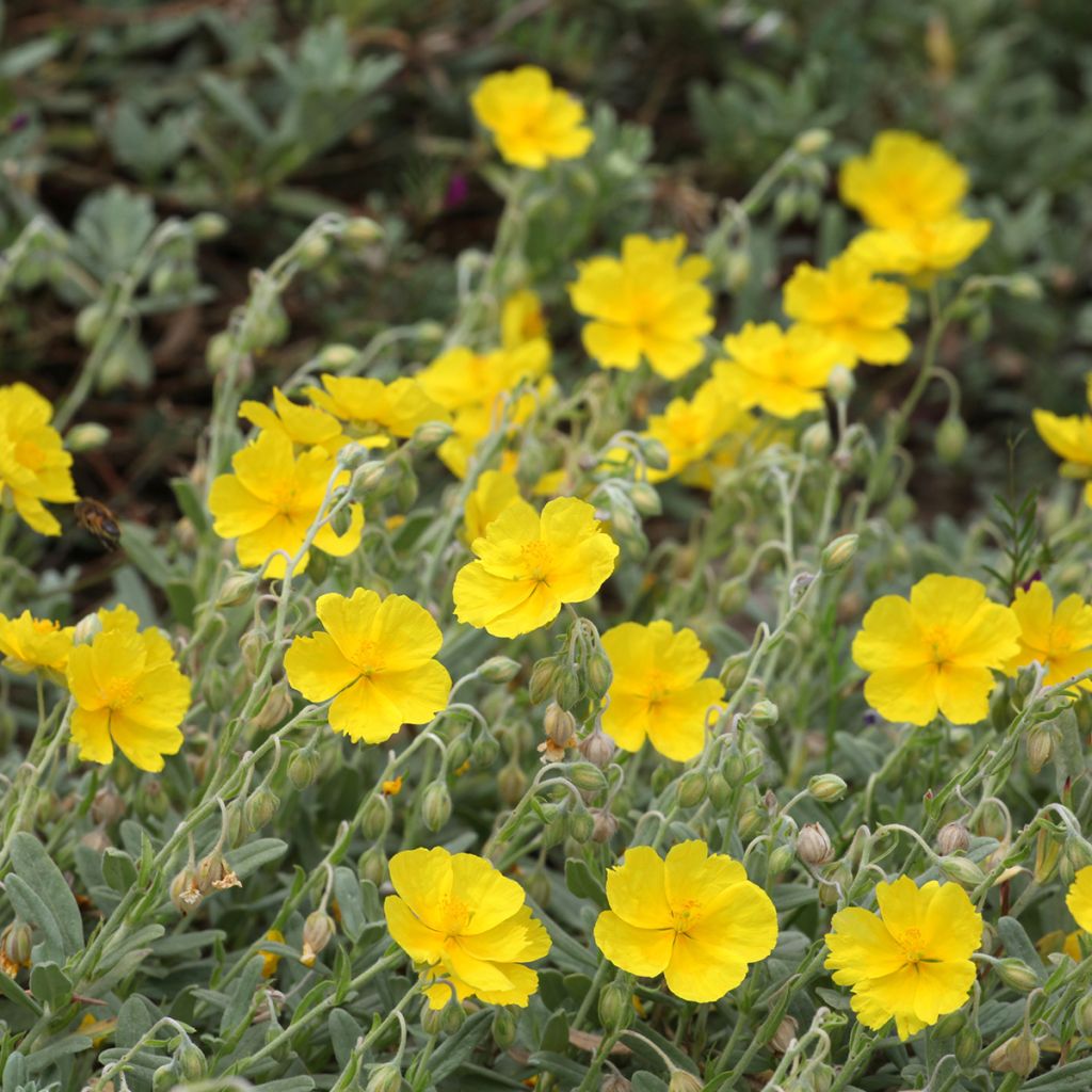 Päivännouto Wisley Primrose