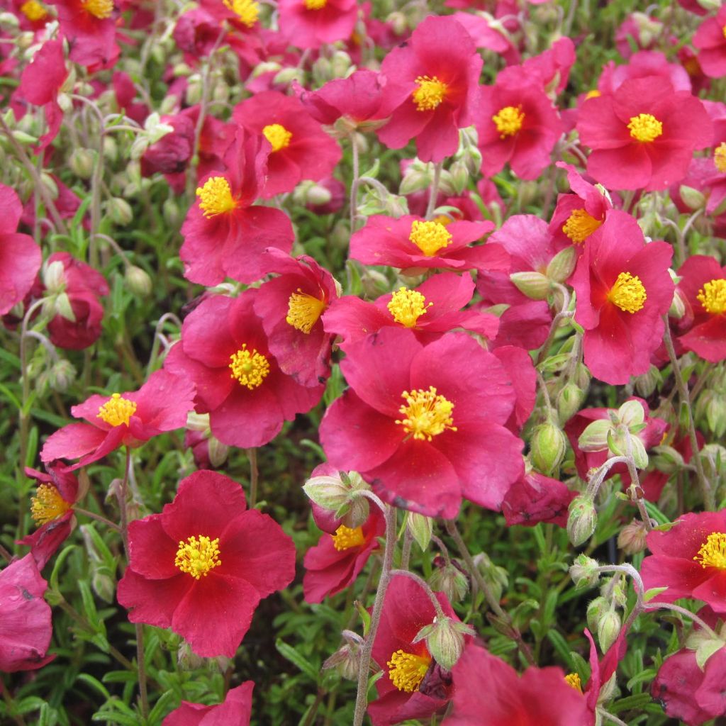 Päivännouto Hartswood Ruby