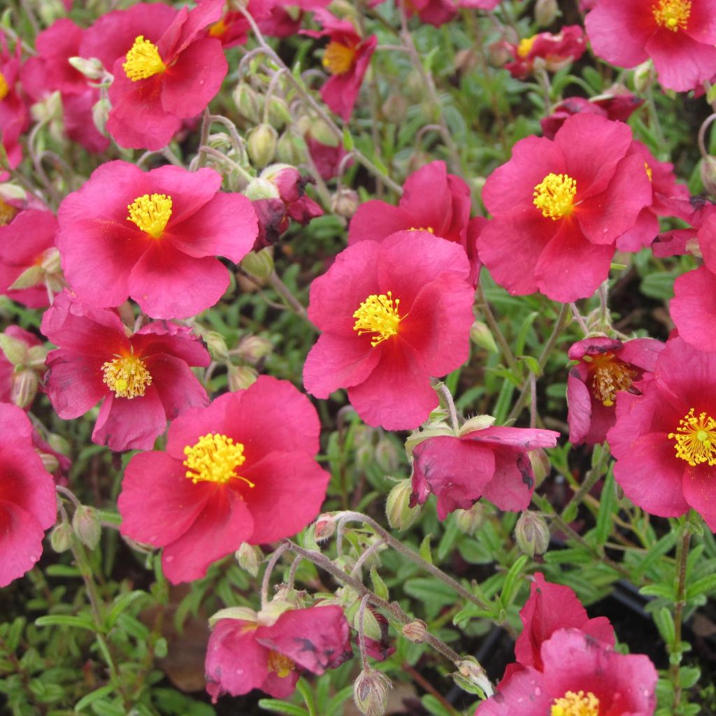 Päivännouto Hartswood Ruby