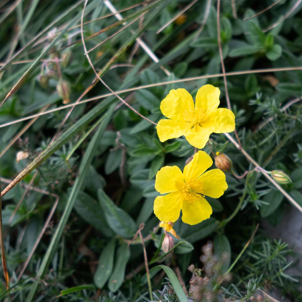 Päivännouto - Helianthemum nummularium