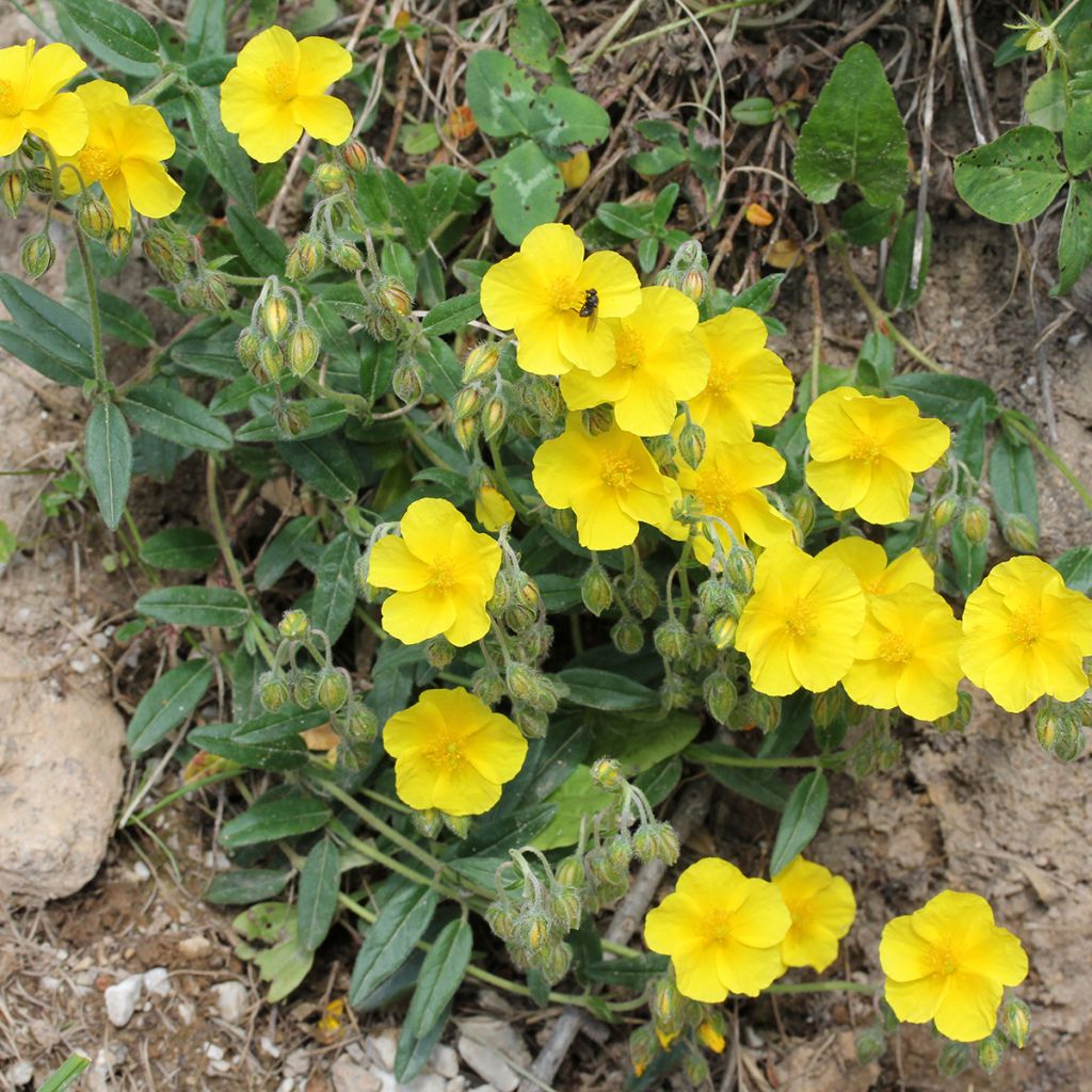 Päivännouto - Helianthemum nummularium
