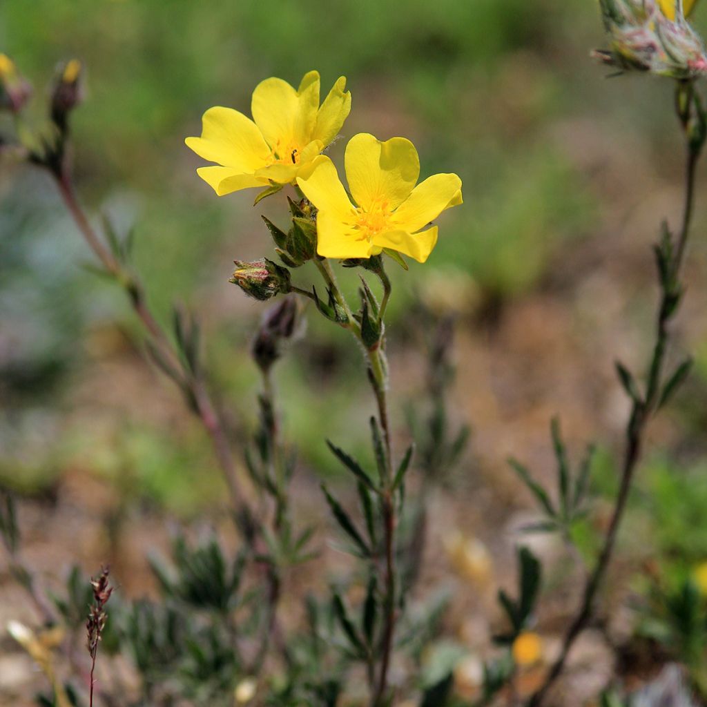 Päivännouto - Helianthemum nummularium