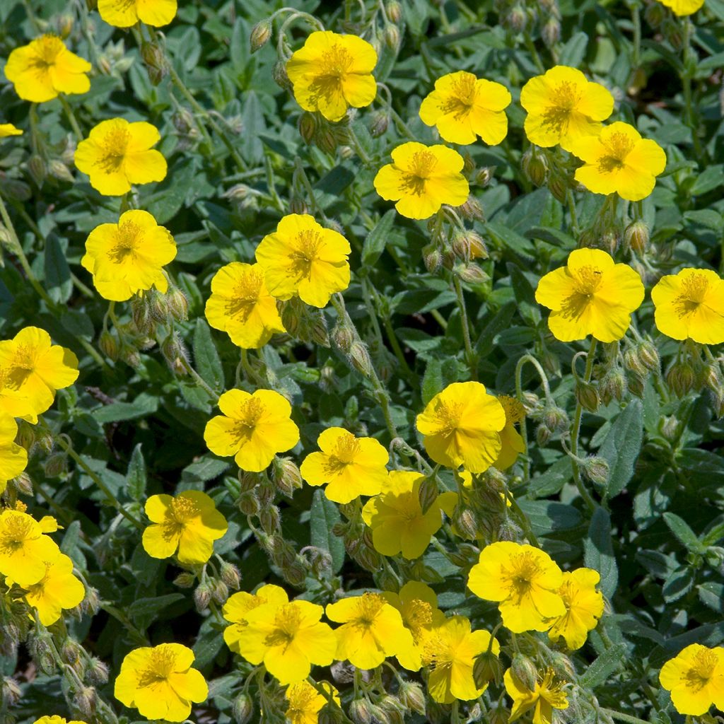 Päivännouto - Helianthemum nummularium