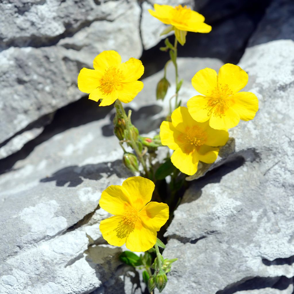 Päivännouto - Helianthemum nummularium
