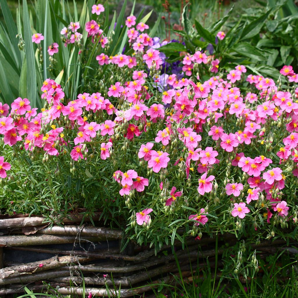 Päivännouto Lawrenson's Pink
