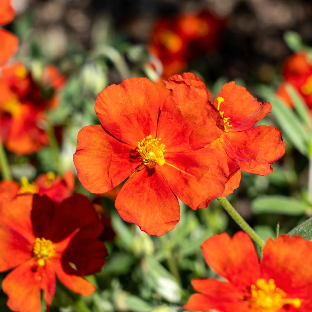 Päivännouto Tomato Red