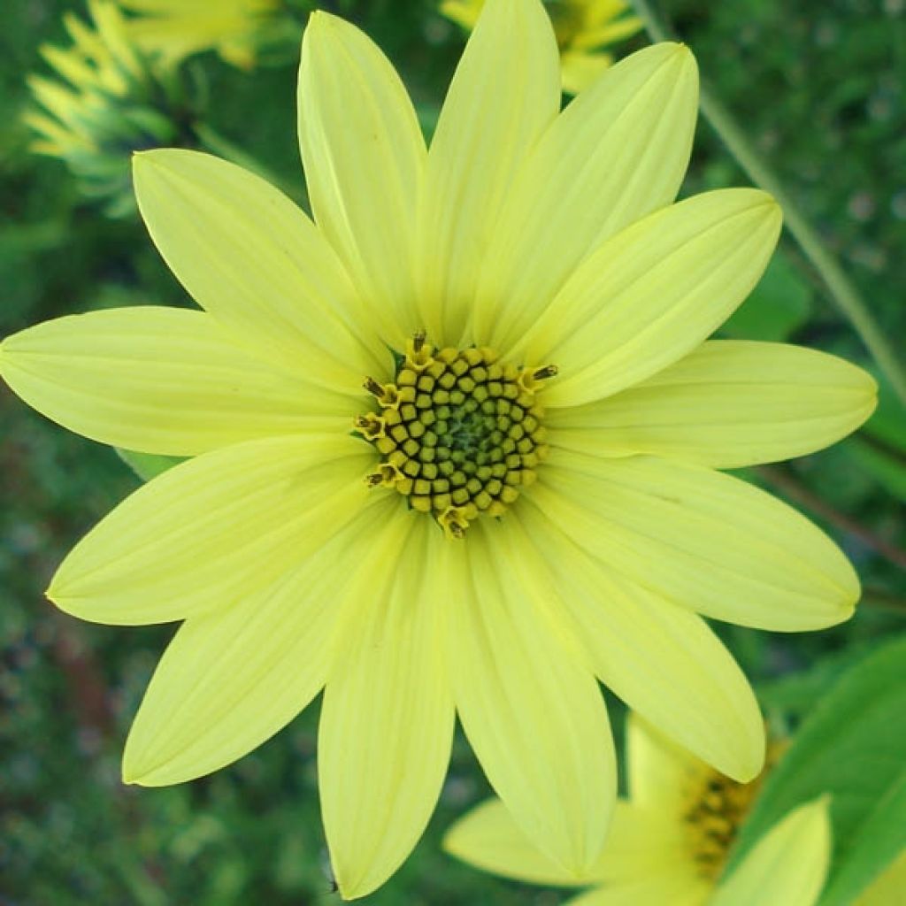 Jaloauringonkukka Lemon Queen