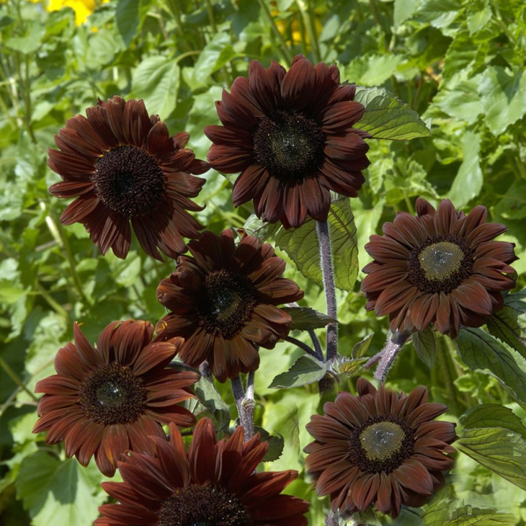 Isoauringonkukka F1 Claret (siemenet)