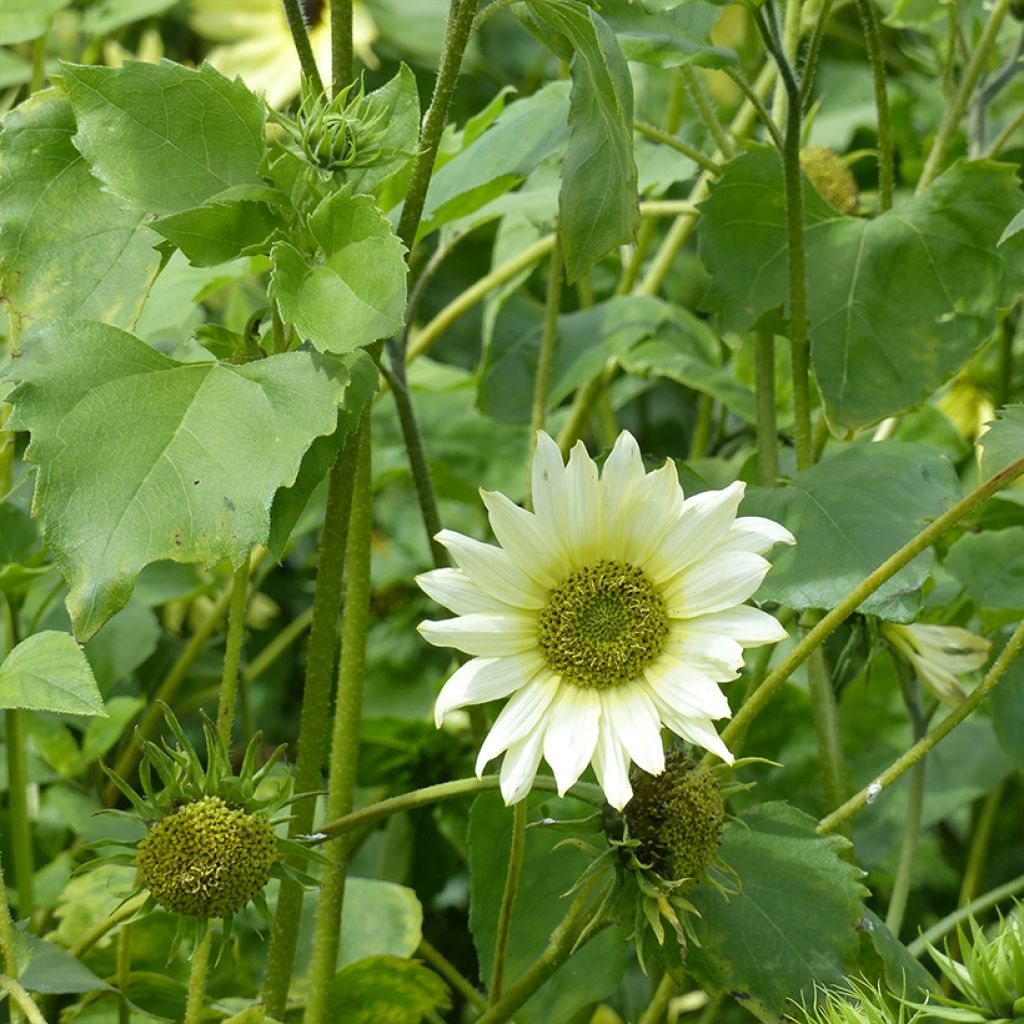 Isoauringonkukka Italian Green Heart (siemenet)