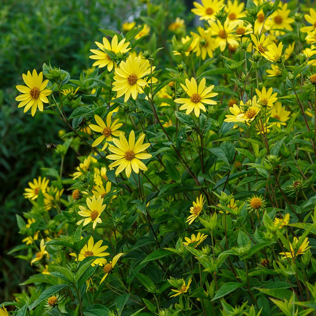 Jaloauringonkukka Lemon Queen