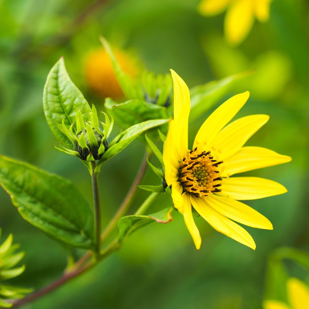 Jaloauringonkukka Lemon Queen