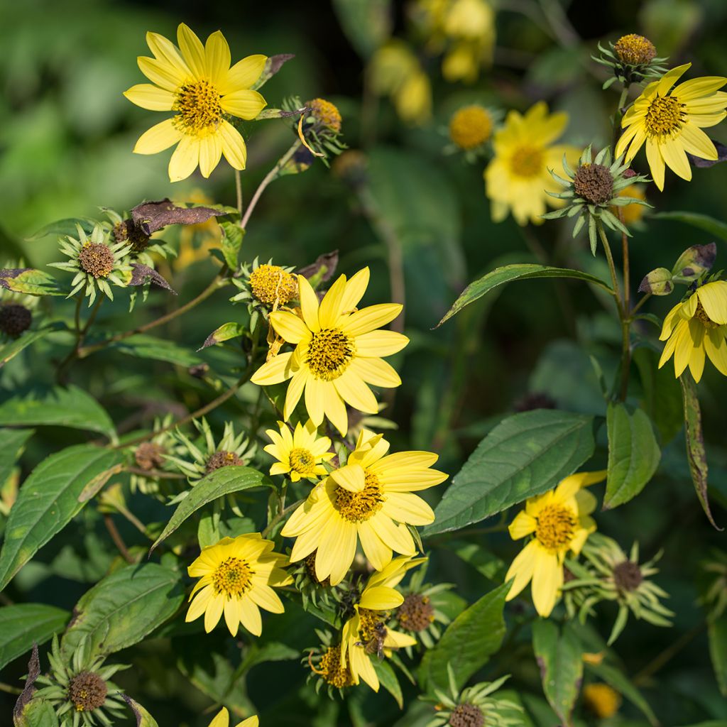 Isoauringonkukka - Helianthus microcephalus