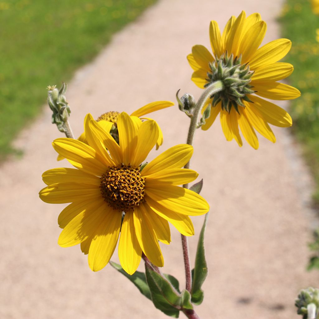 Nukka-auringonkukka - Helianthus mollis