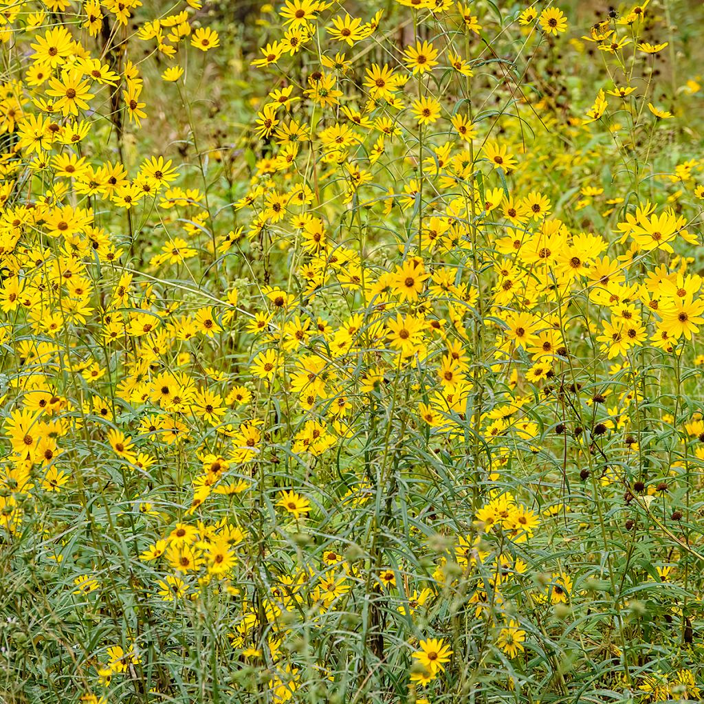 Nauha-auringonkukka - Helianthus salicifolius