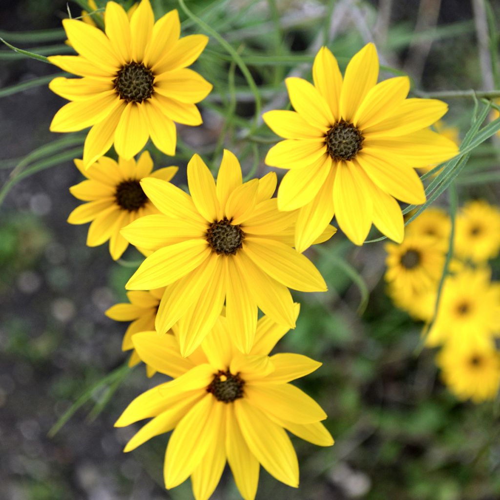 Nauha-auringonkukka - Helianthus salicifolius