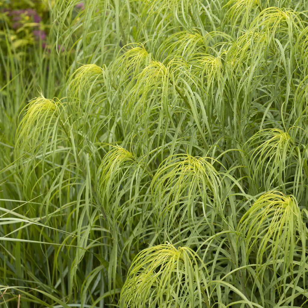 Nauha-auringonkukka - Helianthus salicifolius